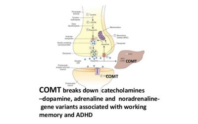 Understanding COMT
