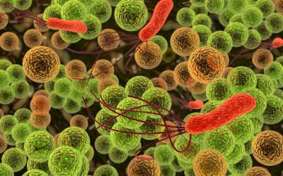 Dysbiosis and Balancing Your Gut Bacteria