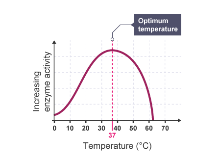 98.6F Ideal Body Temperature