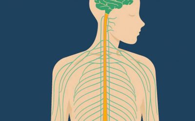 What Is the Vagus Nerve and Why Is It So Important to Our Health and Well-being?